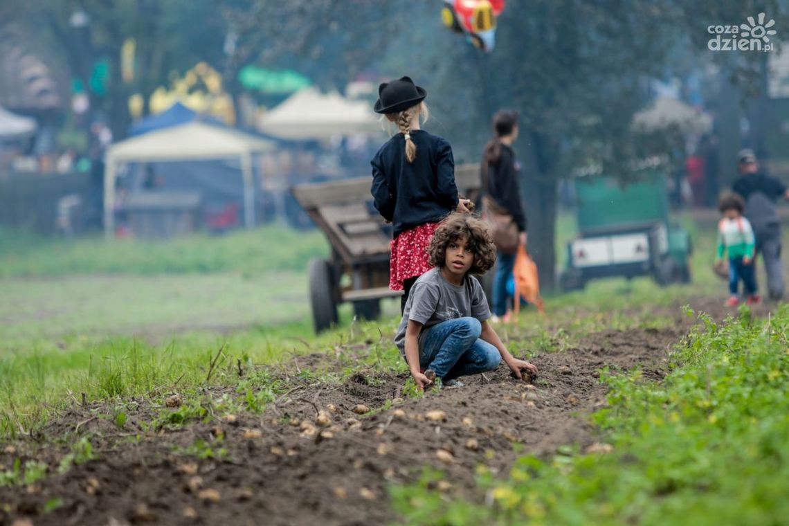 Festiwal ziemniaka w Muzeum Wsi Radomskiej (zdjęcia)