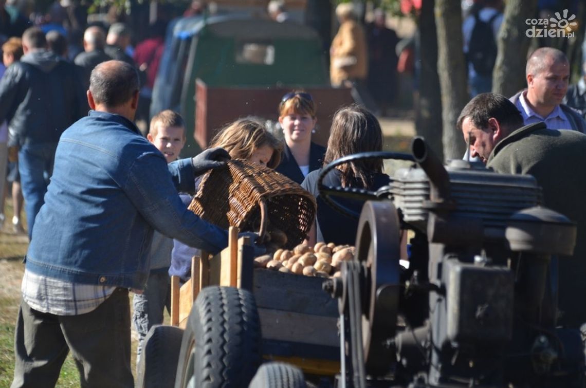 Festiwal Ziemniaka w Skansenie. Fotorelacja