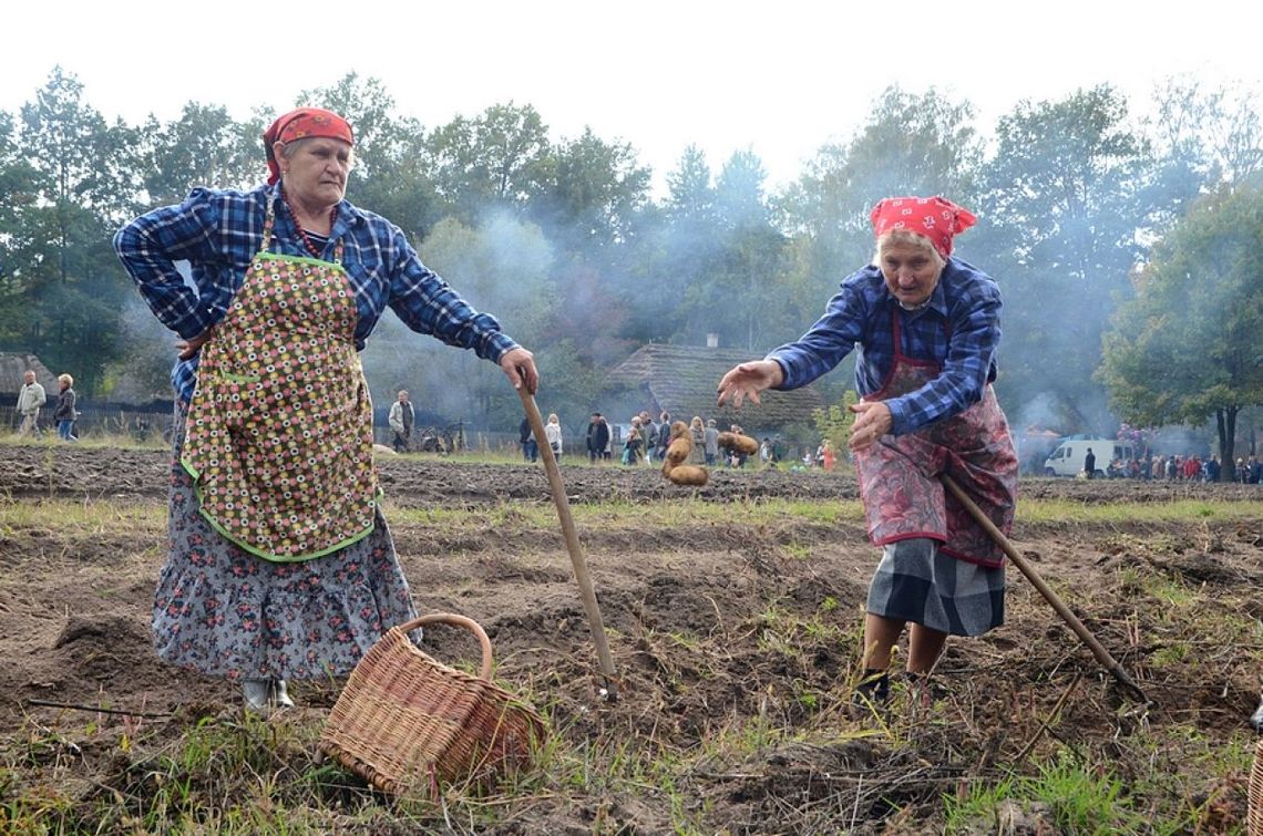 Festiwal Ziemniaka z "Muzyką Ziemi" w niedzielę!