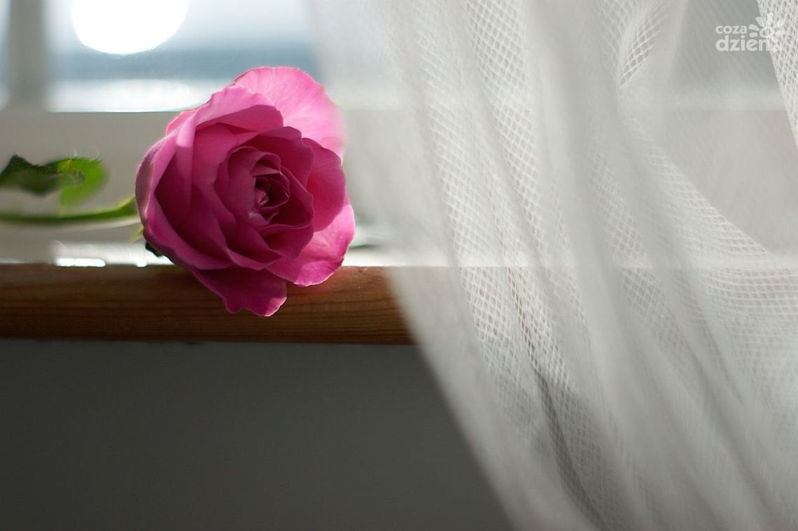 Firany do sypialni – jak wybrać idealne rozwiązanie? Firany do sypialni – jak wybrać idealne rozwiązanie?