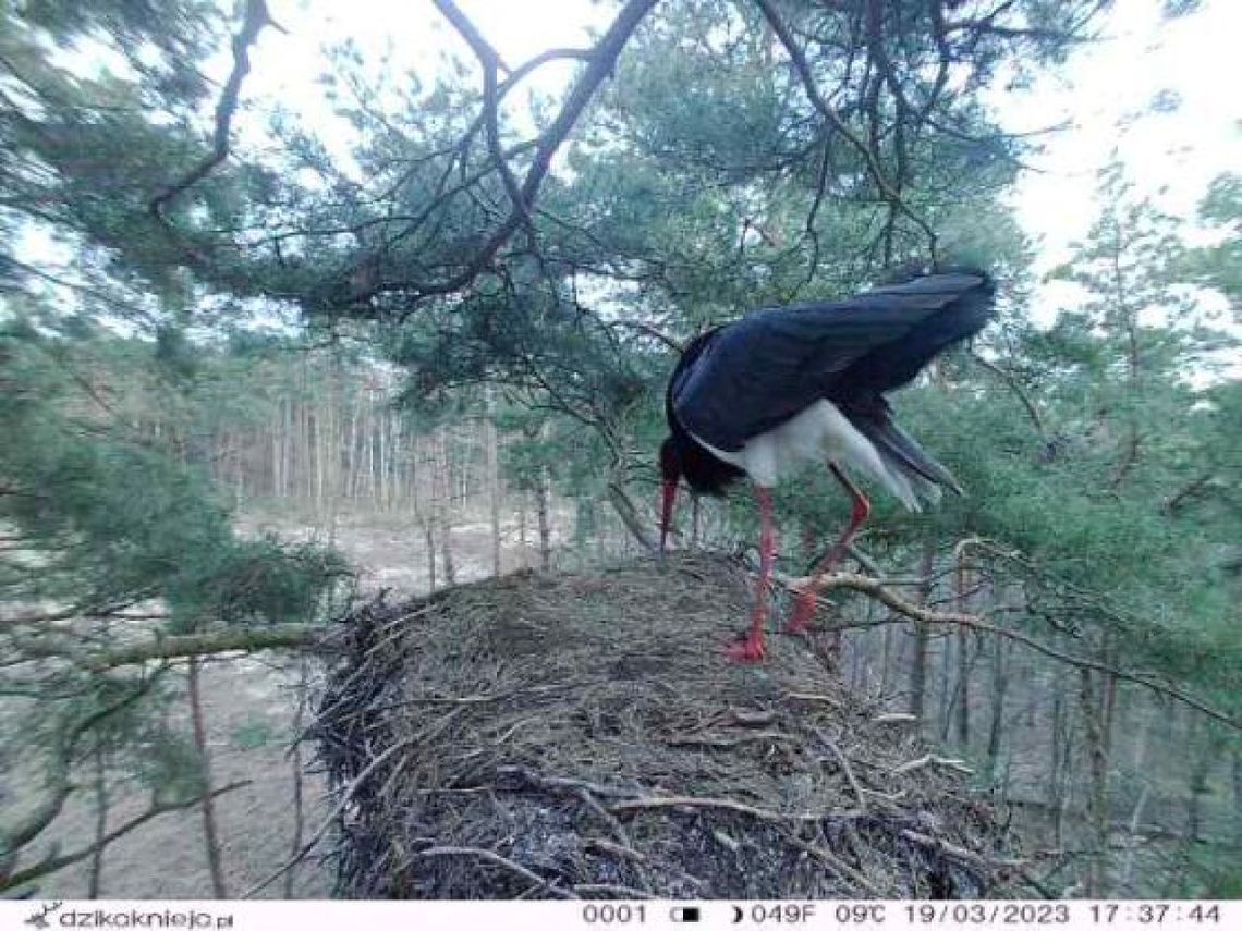 Fotopułapki pomogą zbadać biologię bociana czarnego Fotopułapki pomogą zbadać biologię bociana czarnego