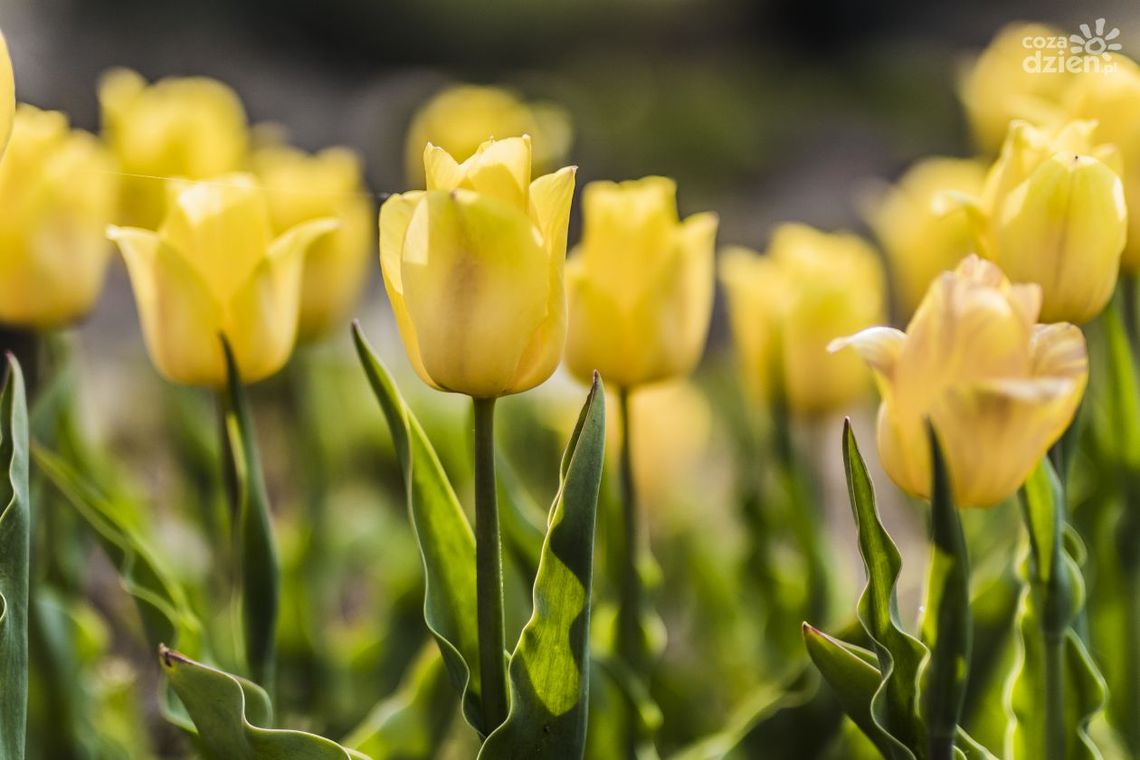 Gdy zakwitną tulipany....