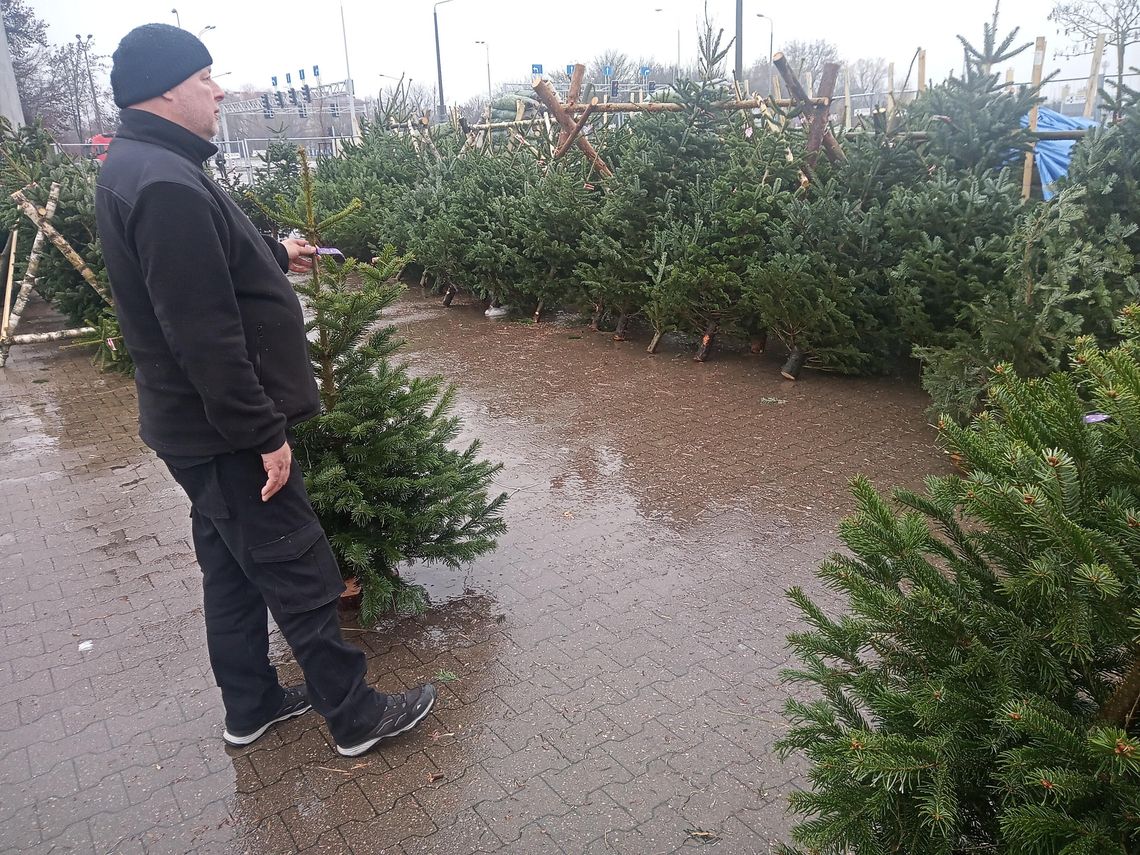Gdzie kupić choinkę na Boże Narodzenie? Sprawdziliśmy ceny w Radomiu i okolicach Sprzedaż choinek w Radomiu