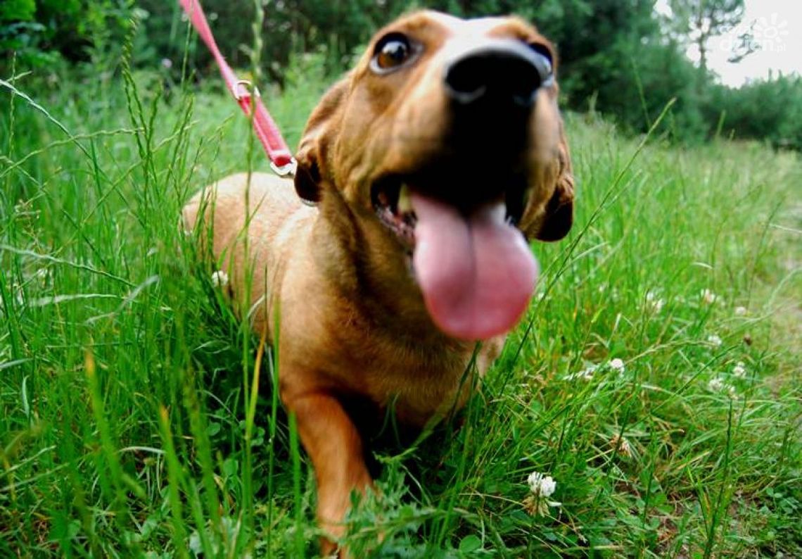 Gdzie taniej zaczipujesz psa?