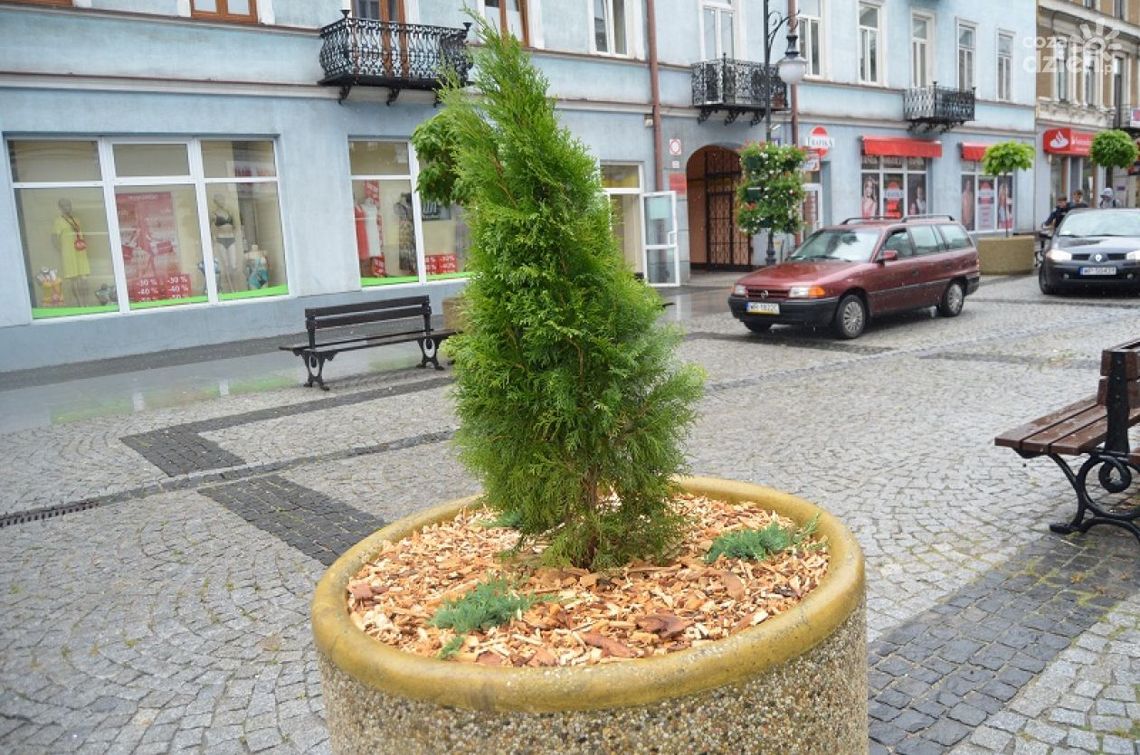 Giną tuje z gazonów przy ulicy Żeromskiego Giną tuje z gazonów przy ulicy Żeromskiego
