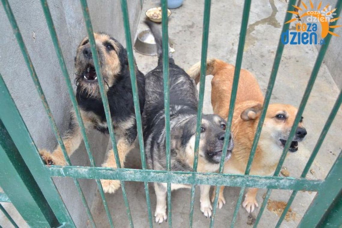 Głosujmy na radomskie schronisko dla zwierząt!