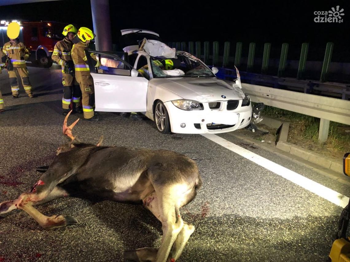 Głuchów. BMW zderzyło się z łosiem 
