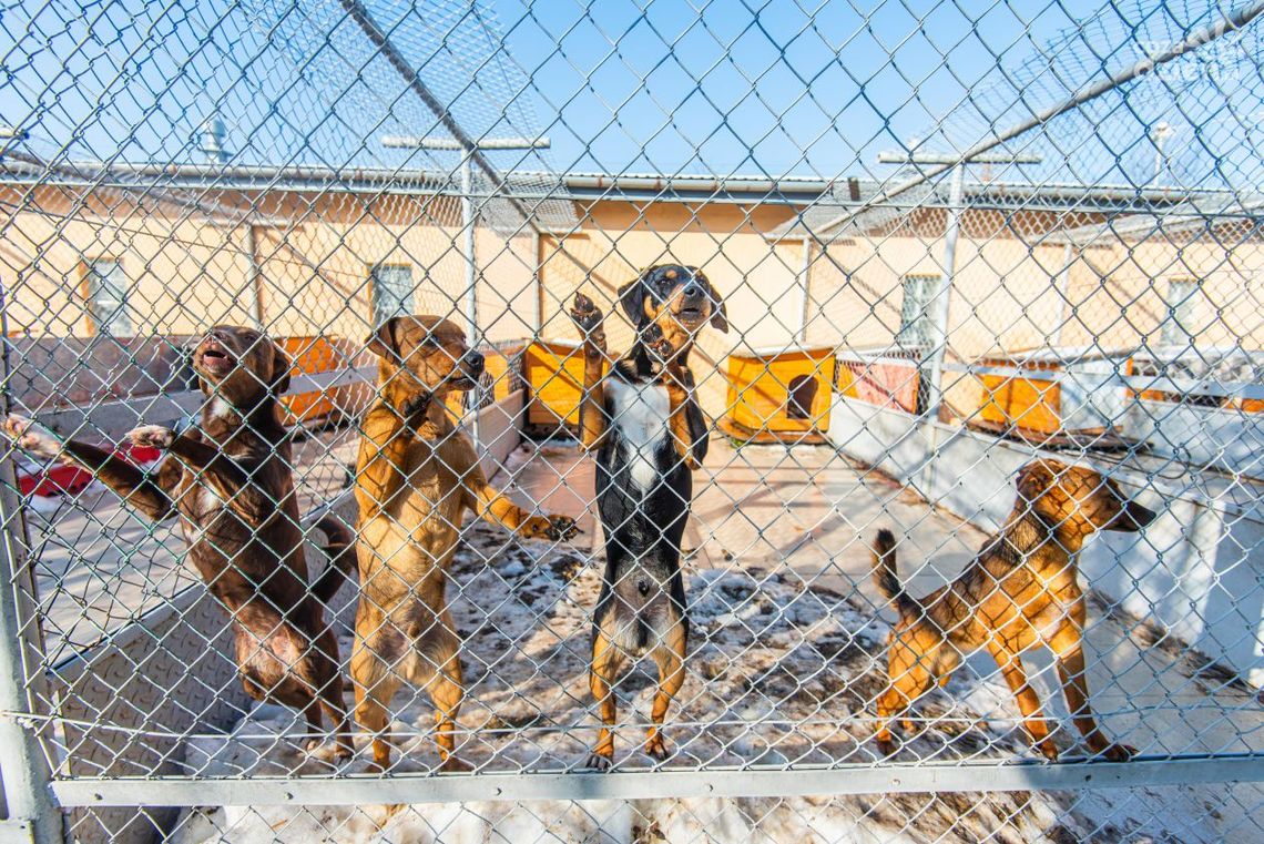 Gmina Iłża. Bezpłatna kastracja i sterylizacja zwierząt Gmina Iłża. Bezpłatna kastracja i sterylizacja zwierząt