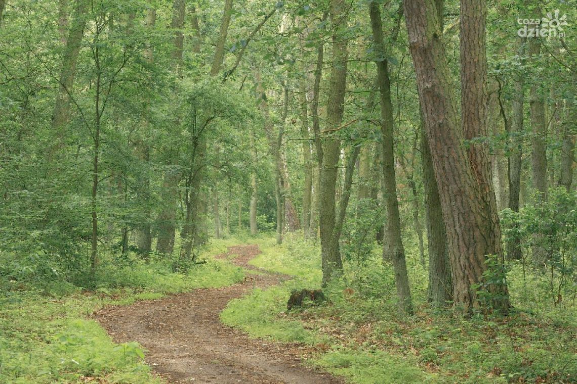 Gotowy na survival? Przeżyj noc w Lesie Kapturskim Gotowy na survival? Przeżyj noc w Lesie Kapturskim