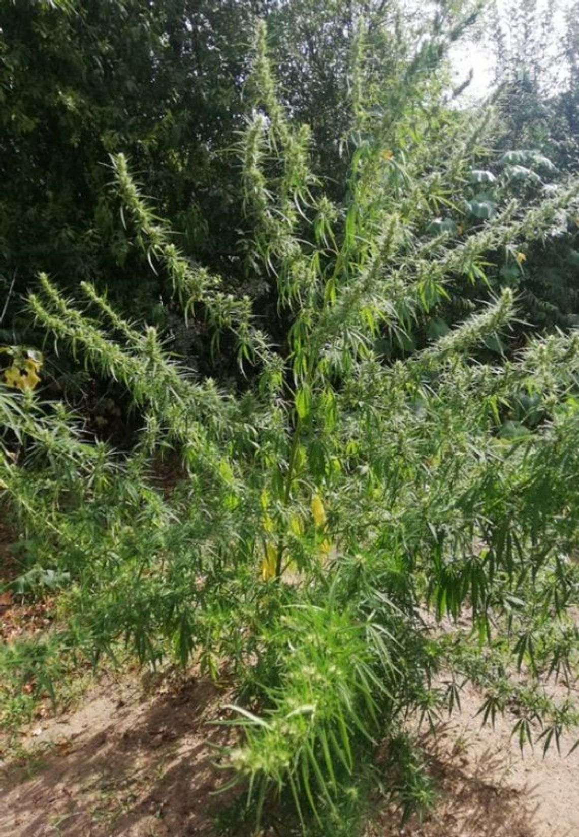 Grójec. Areszt za posiadanie narkotyków  i amunicji