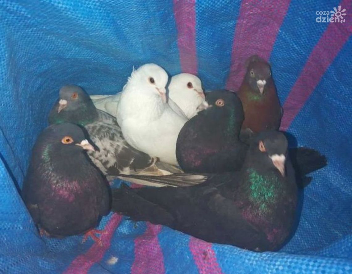 Grójec. Kradli gołębie Grójec. Kradli gołębie