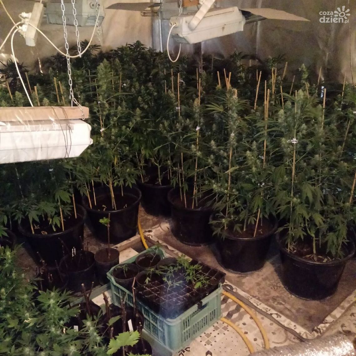 Grójec. Plantacja marihuany zlikwidowana