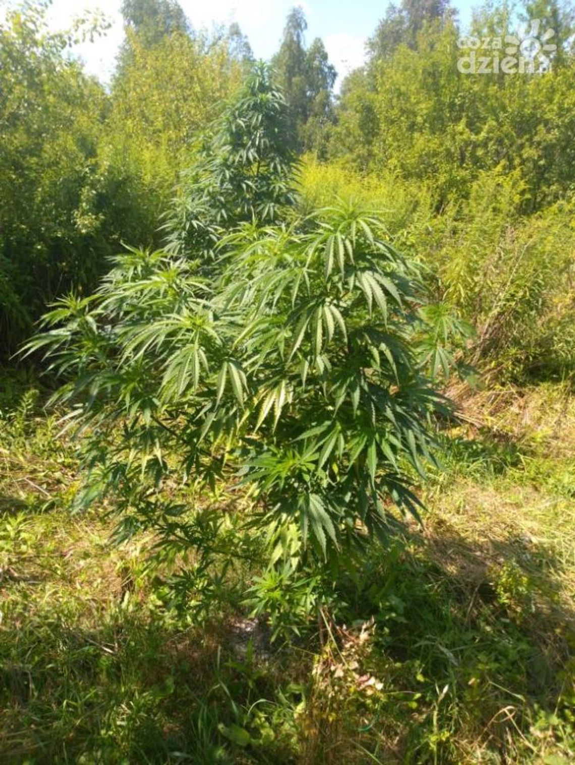 Grójec. Policjanci zlikwidowali plantację konopi