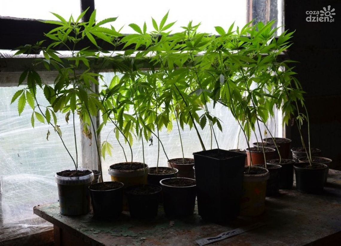 GRÓJEC: Rodzinny interes - hodowla konopi GRÓJEC: Rodzinny interes - hodowla konopi