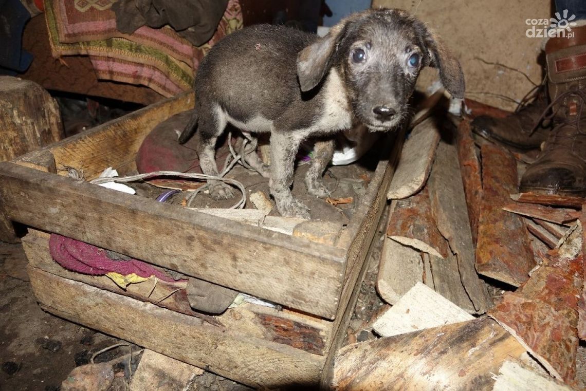 Grójec. Sukces "Pogotowia dla Zwierząt". Zwierzęta nie wrócą do oprawcy