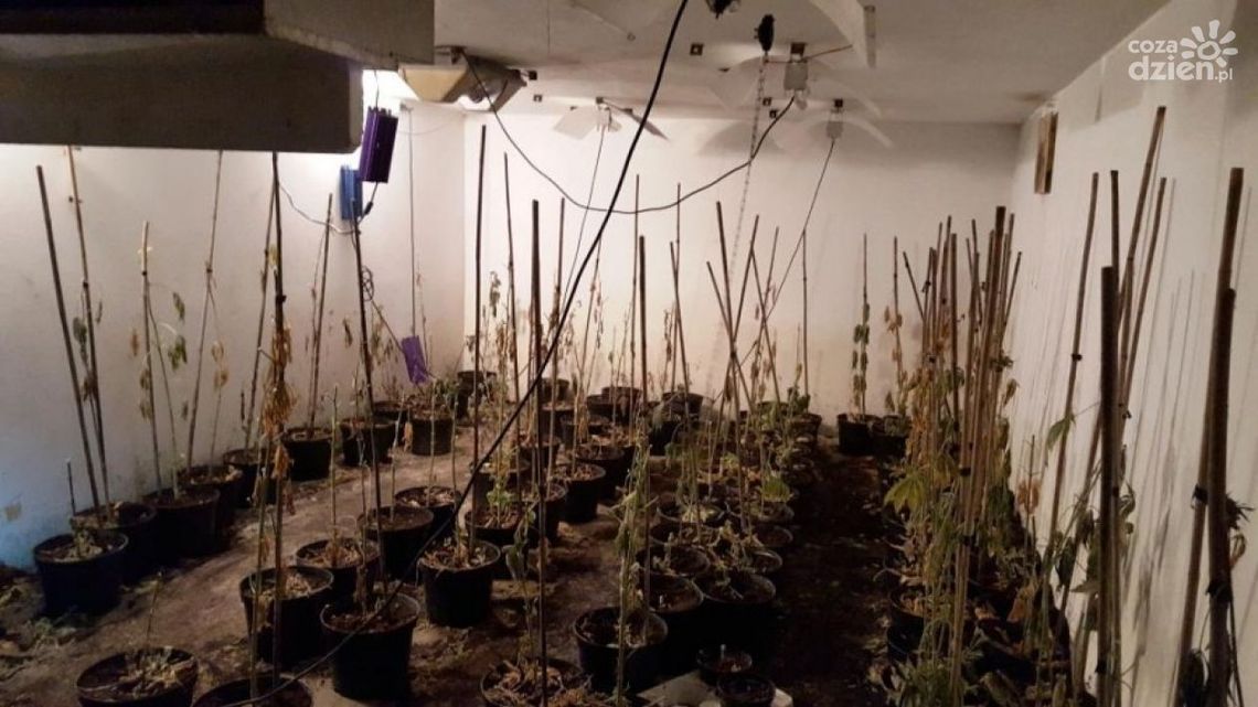 GRÓJEC. Zlikwidowali plantację konopi GRÓJEC. Zlikwidowali plantację konopi