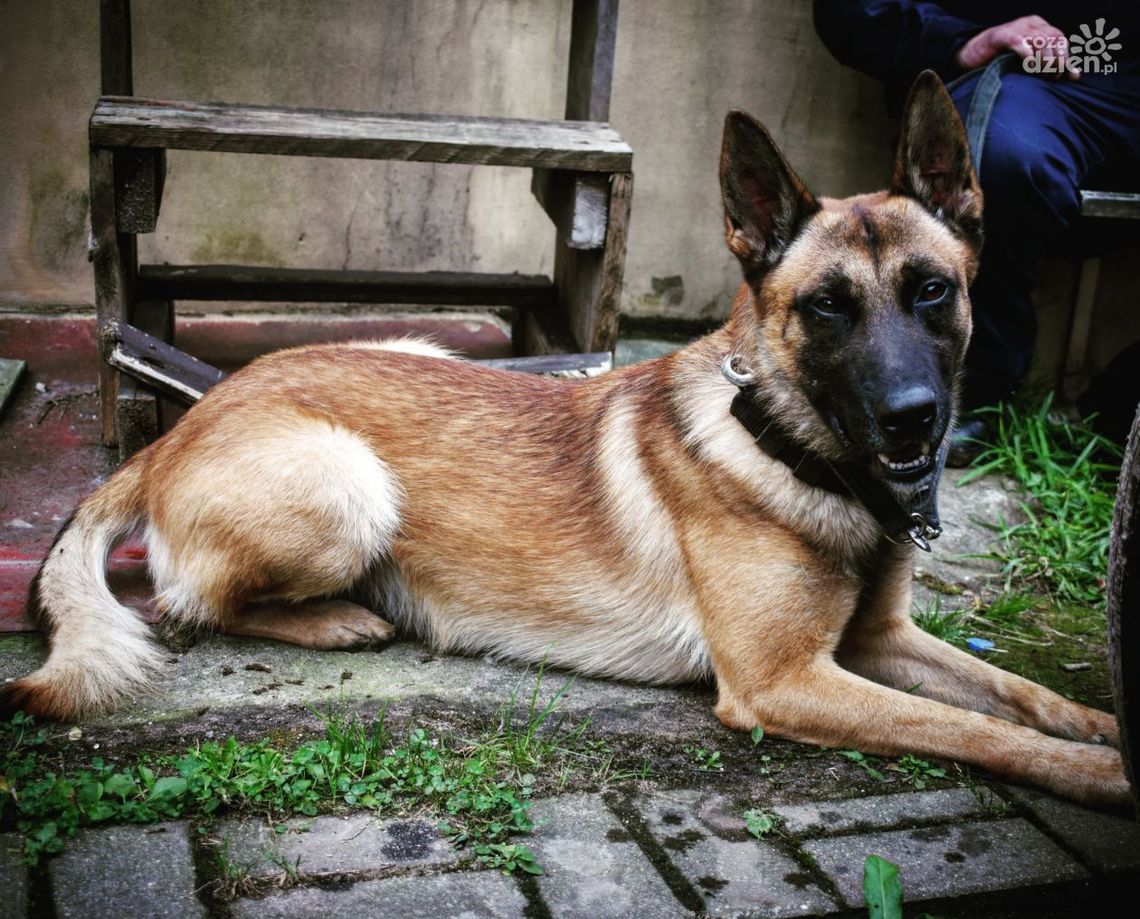 Groził kobiecie. Wytropił go pies policyjny Groził kobiecie. Wytropił go pies policyjny