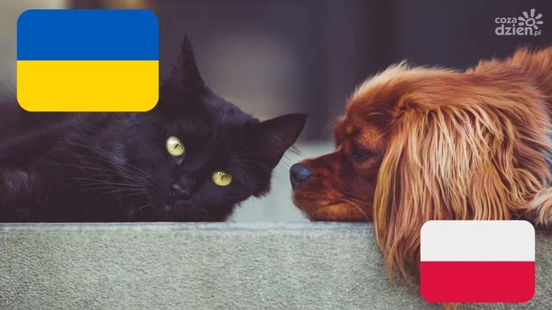 Grupa pomocy zwierzętom na Ukrainie Grupa pomocy zwierzętom na Ukrainie