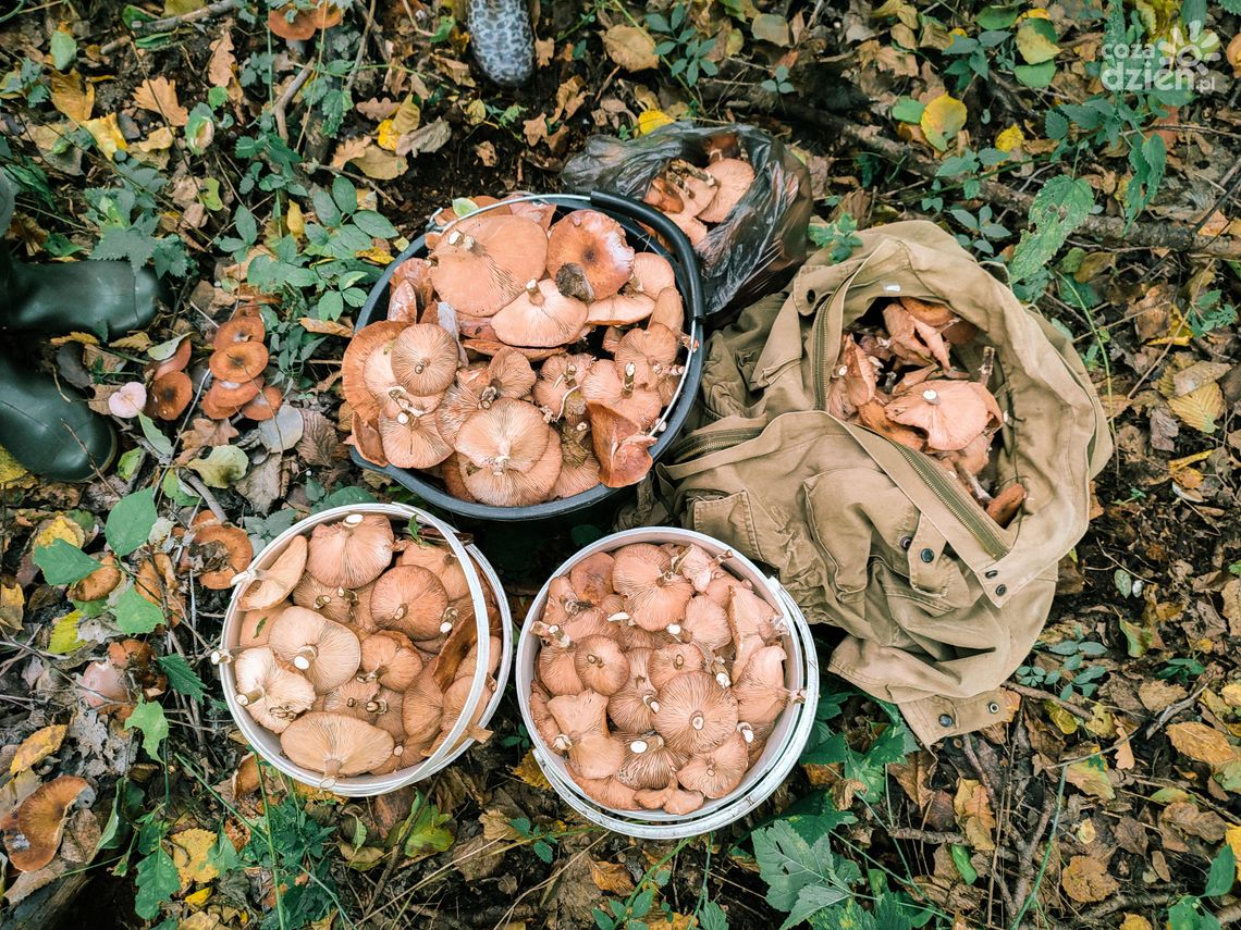 Grzybobranie może skończyć się tragicznie. W Radomiu pokażą, jak uniknąć zatrucia Grzybobranie może skończyć się tragicznie. W Radomiu pokażą, jak uniknąć zatrucia