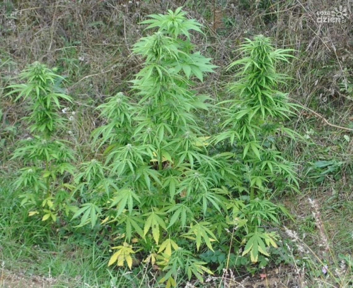 Hodował konopie indyjskie w gminie Odrzywół i wpadł