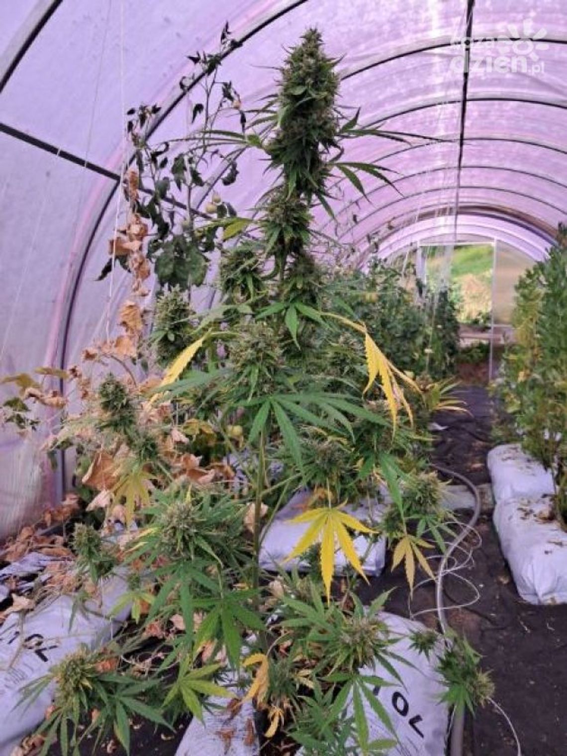 Hodował konopie pomiędzy warzywami Hodował konopie pomiędzy warzywami