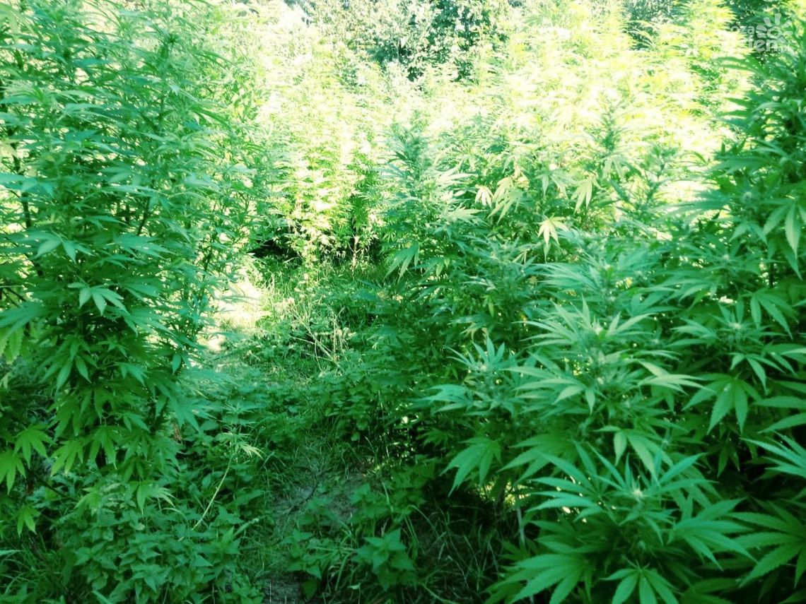 Hodował konopie, wpadł w ręce policji Hodował konopie, wpadł w ręce policji