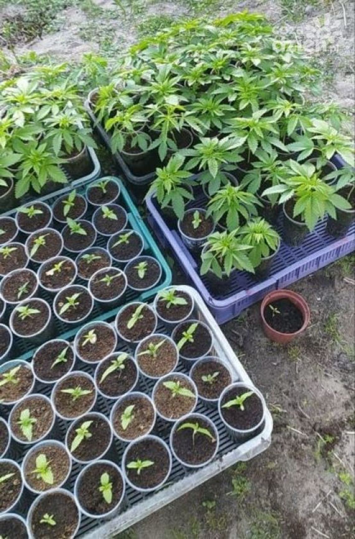 Hodował konopie, został zatrzymany