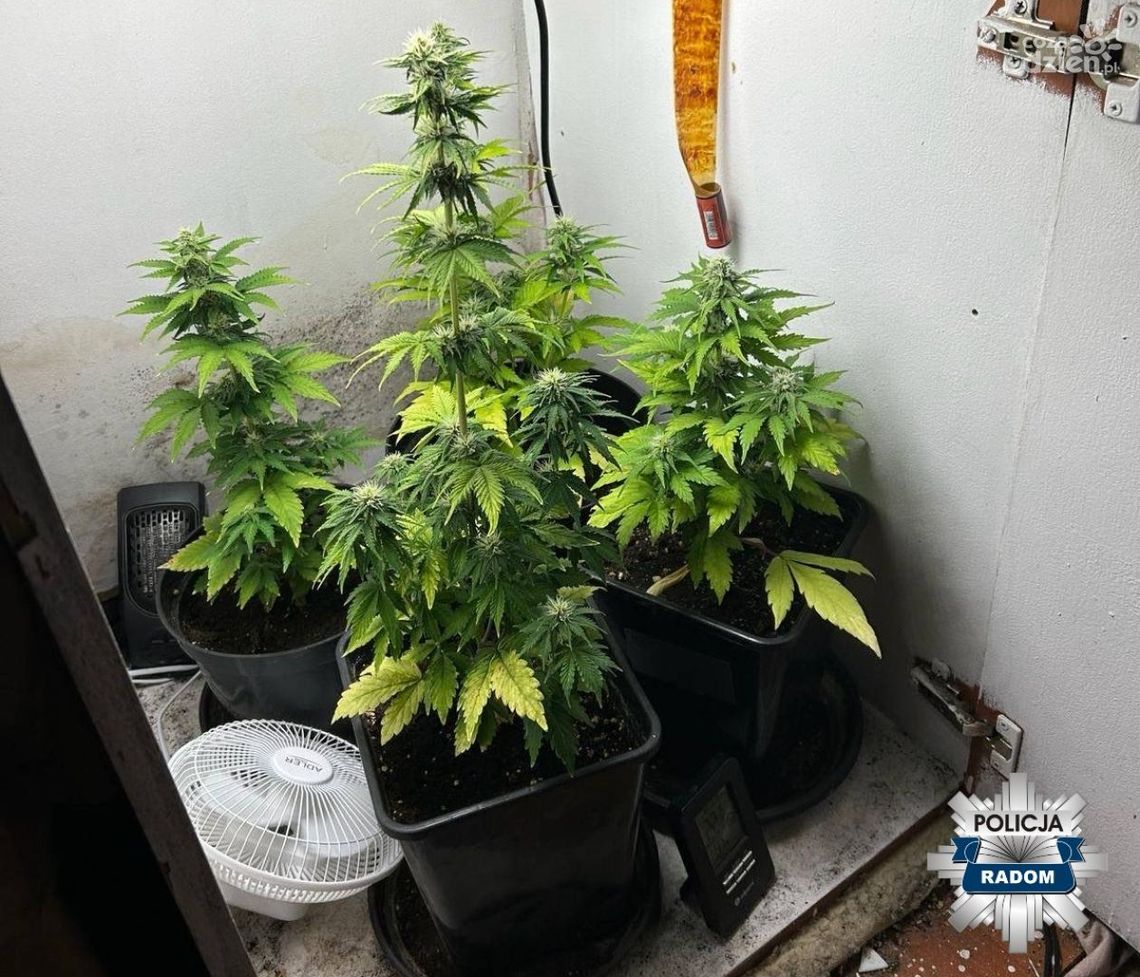 Hodował marihuanę Hodował marihuanę