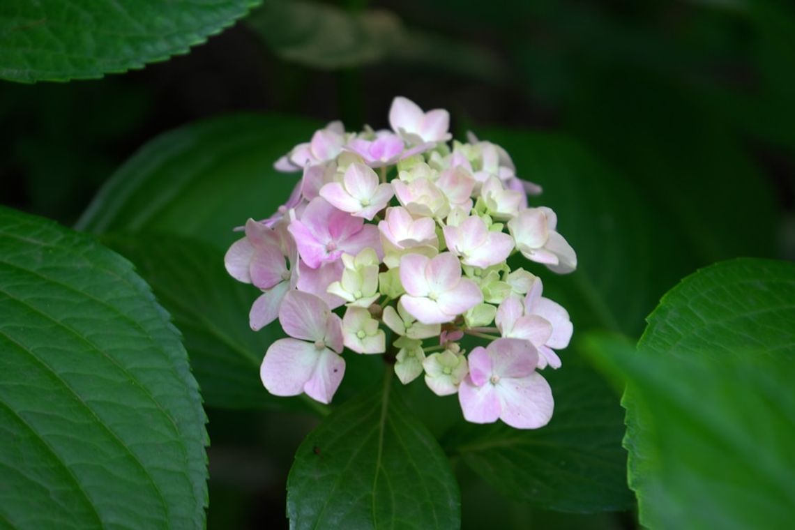 Hortensje pełne kwiatów – jak prowadzić uprawę, by krzew zachwycał przez cały sezon