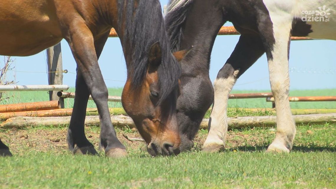 I Ty możesz pomóc w budowie hali do hipoterapii
