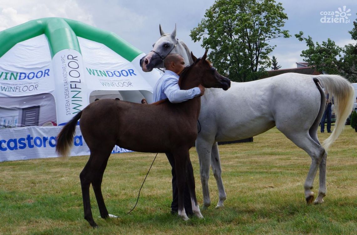 II Ogólnopolski Czempionat Koni Arabskich Radom 2017