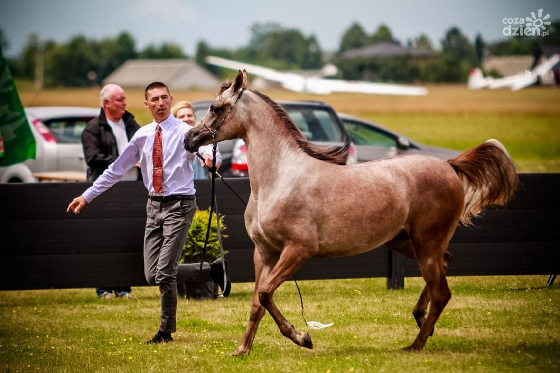 III Ogólnopolski Czempionat Koni Arabskich Radom 2018