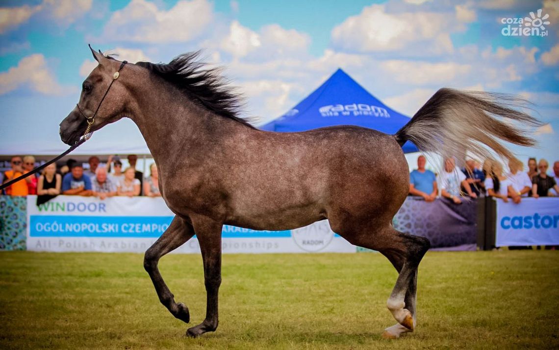 III Ogólnopolski Czempionat Koni Arabskich z rekordem III Ogólnopolski Czempionat Koni Arabskich z rekordem