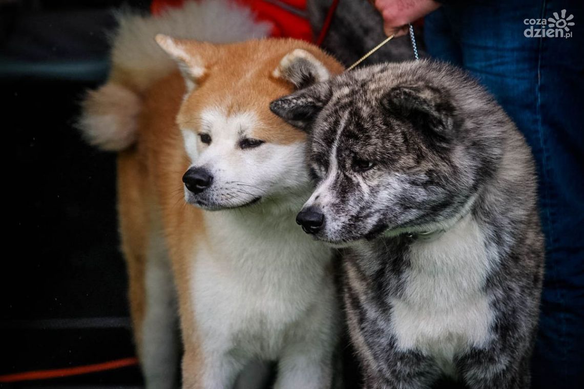 Iłża. Blisko 700 psów, w 150 rasach na wystawie. Zobacz zdjęcia! Iłża. Blisko 700 psów, w 150 rasach na wystawie. Zobacz zdjęcia!