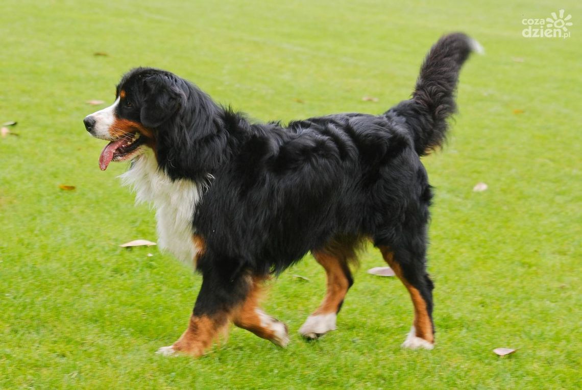 IŁŻA. Krajowa Wystawa Psów Rasowych IŁŻA. Krajowa Wystawa Psów Rasowych