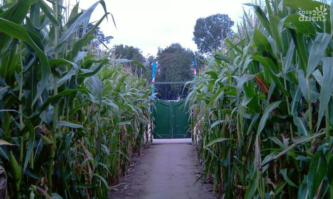 IŁŻA. Ostatnie święto kukurydzy IŁŻA. Ostatnie święto kukurydzy