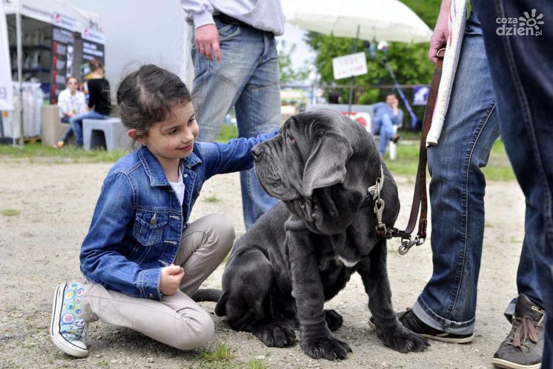 Iłża. Prawdziwe święto wszystkich miłośników czworonogów