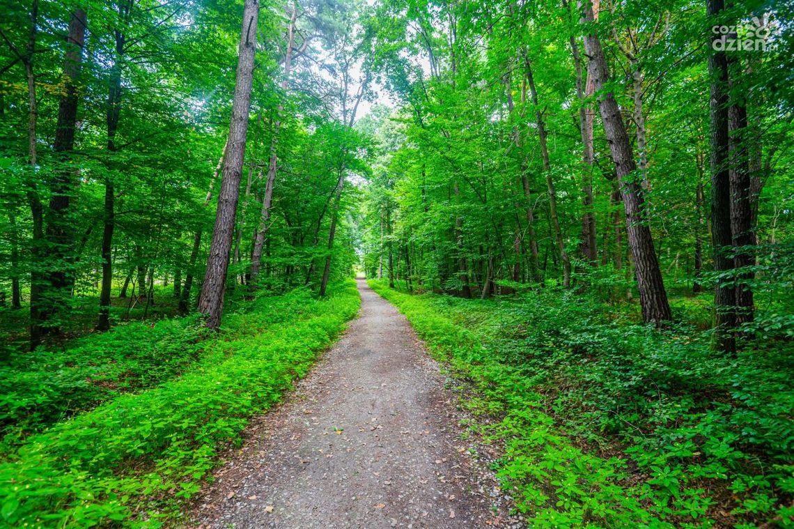 Iłża. Szczęśliwy finał poszukiwań grzybiarzy