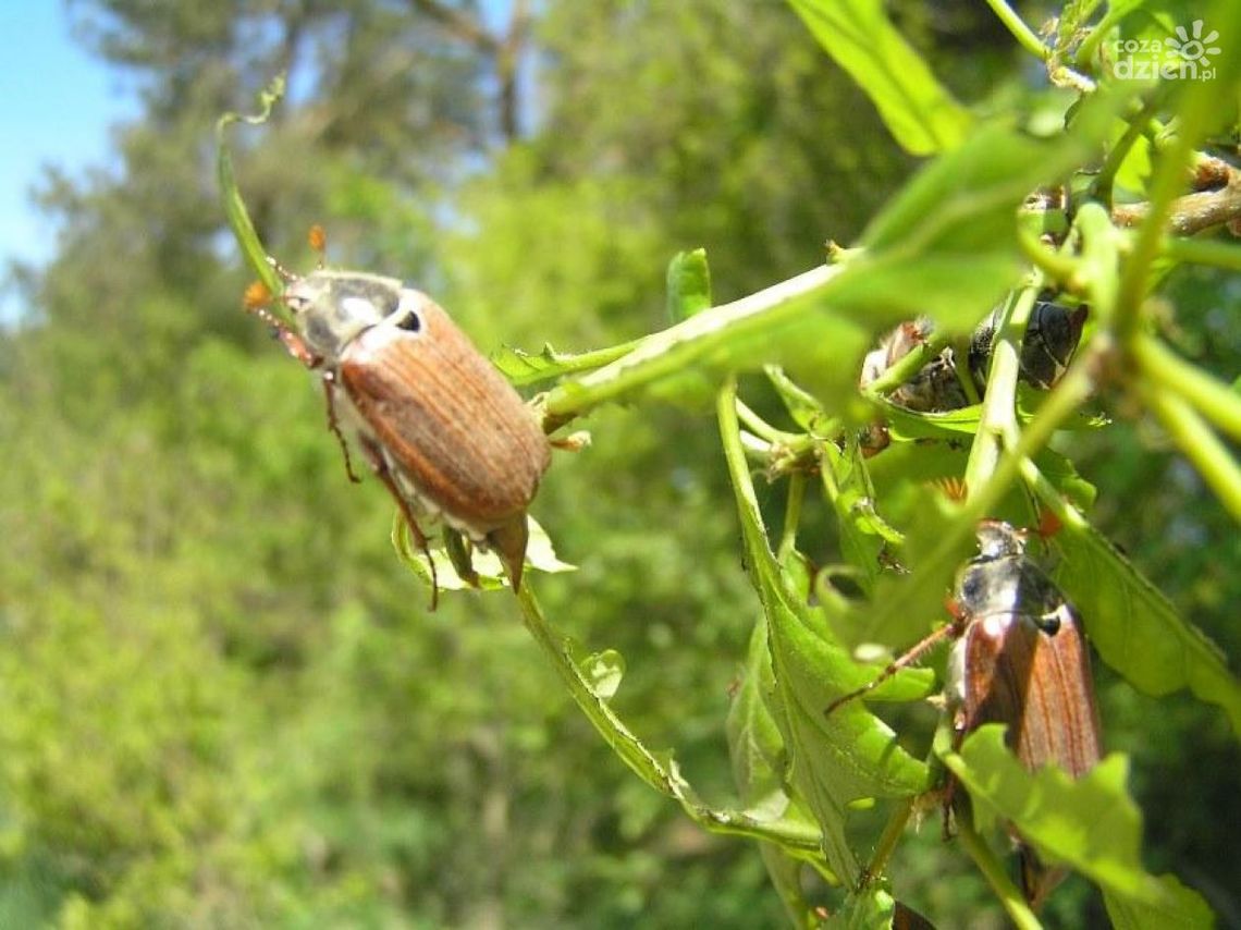 Iłża. Zabieg ograniczania populacji chrabąszczowatych