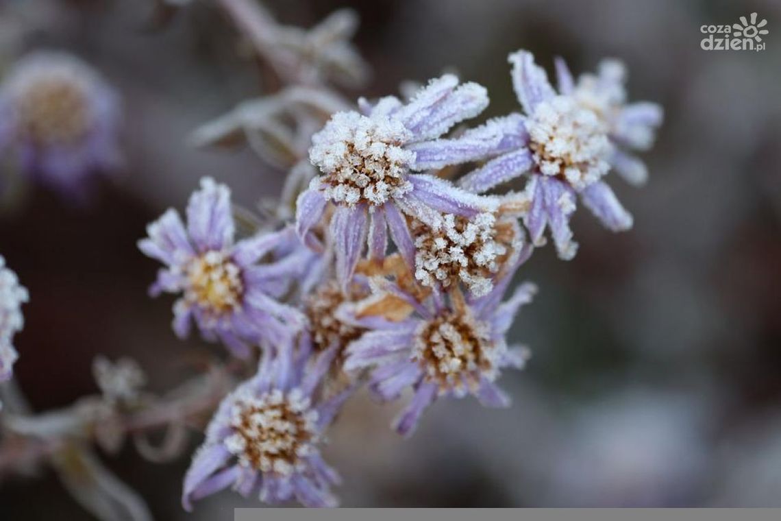 IMiGW ostrzega. W nocy przymrozki