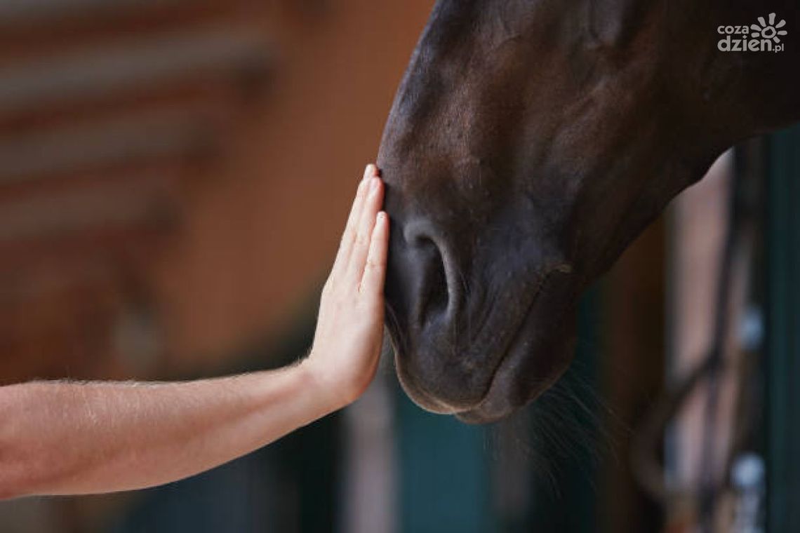 Imprezy integracyjne Dolny Śląsk – gdzie na imprezę firmową? Imprezy integracyjne Dolny Śląsk – gdzie na imprezę firmową?