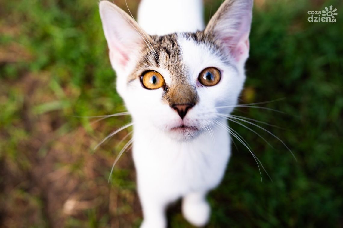 Informacje. Będzie remont schroniska Informacje. Będzie remont schroniska