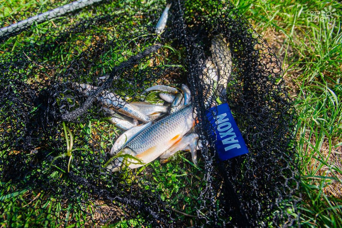 Informacje. Śnięte ryby w parku Leśniczówka