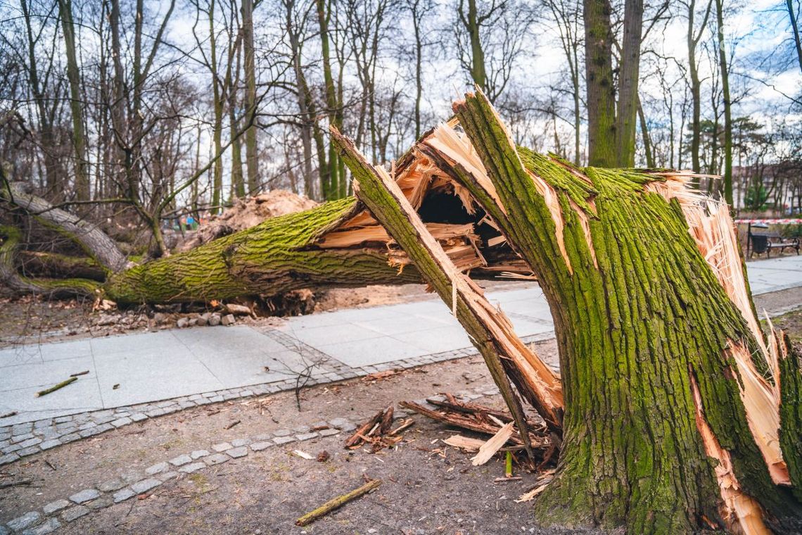 Informacje. Wichury nad regionem radomskim