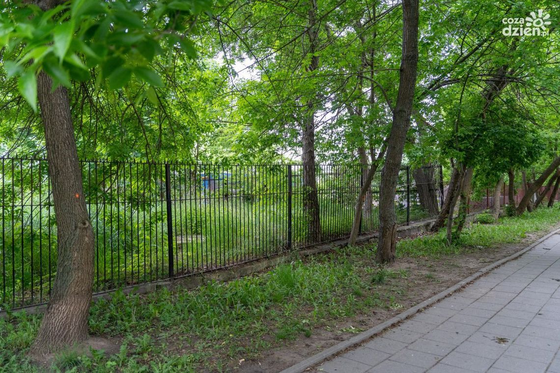 Informacje. Wytną drzewa przy ul. Narutowicza