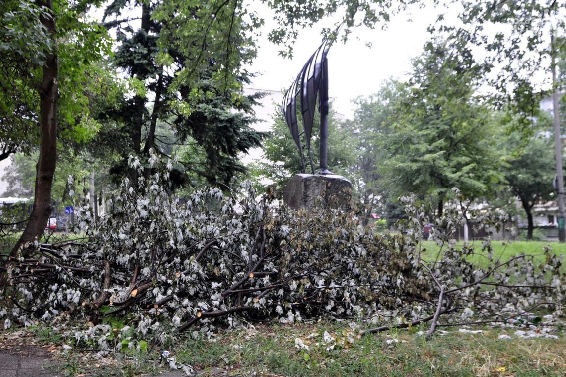 INTERWENCJE: Kto wyciął drzewa? INTERWENCJE: Kto wyciął drzewa?