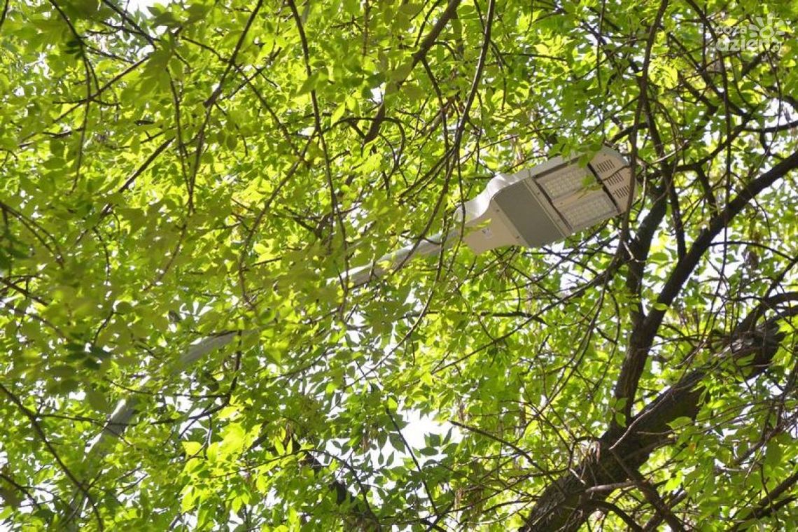 INTERWENCJE: Latarnie oświetlają... liście?!