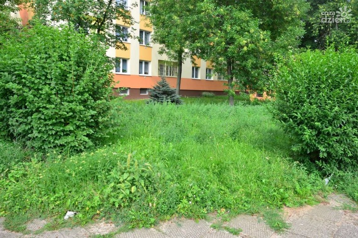 INTERWENCJE: Zarośnięta działka? Możesz wykupić grunt