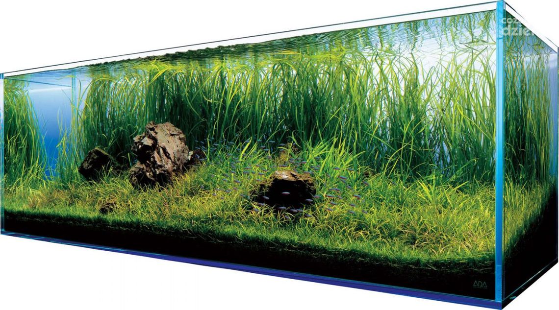 Jak dbać o akwarium?