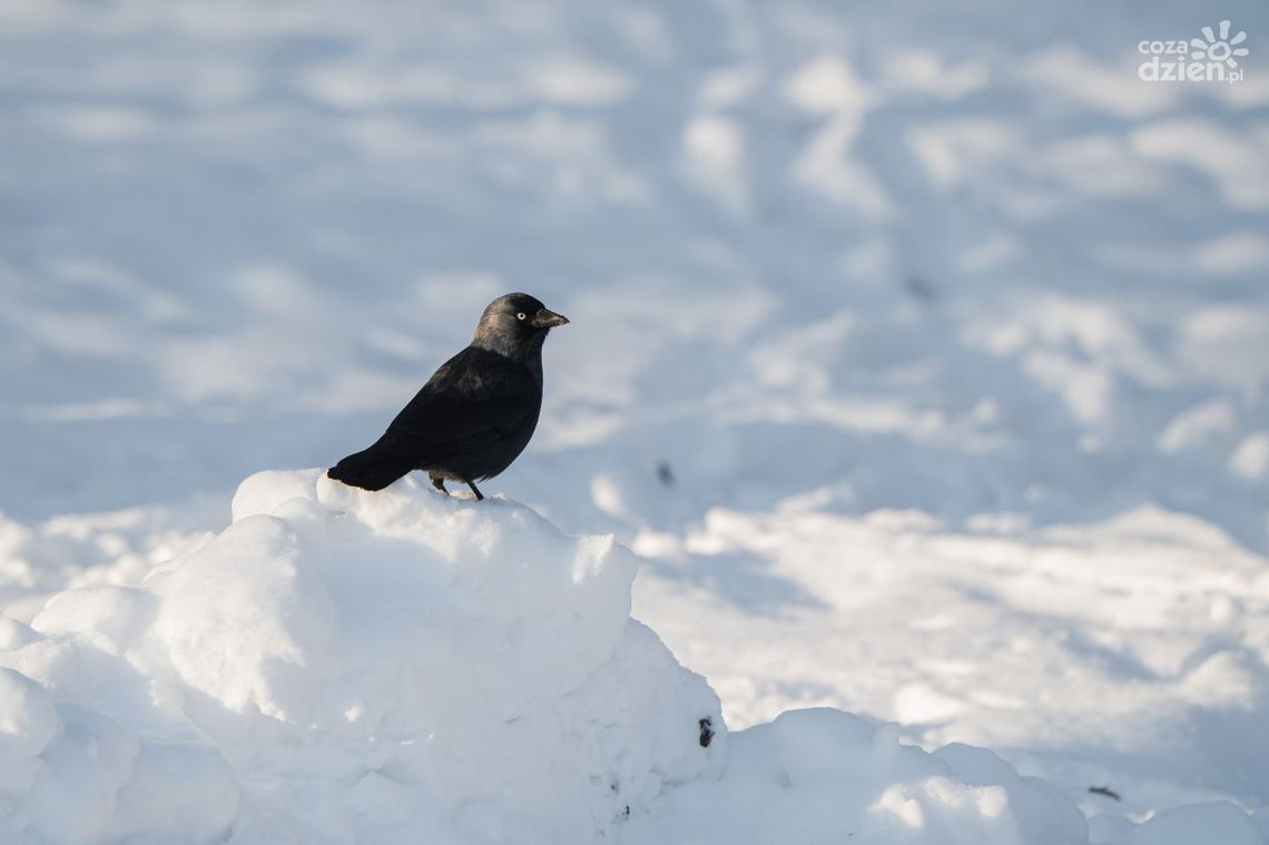 Jak dokarmiać ptaki, żeby im nie zaszkodzić?
